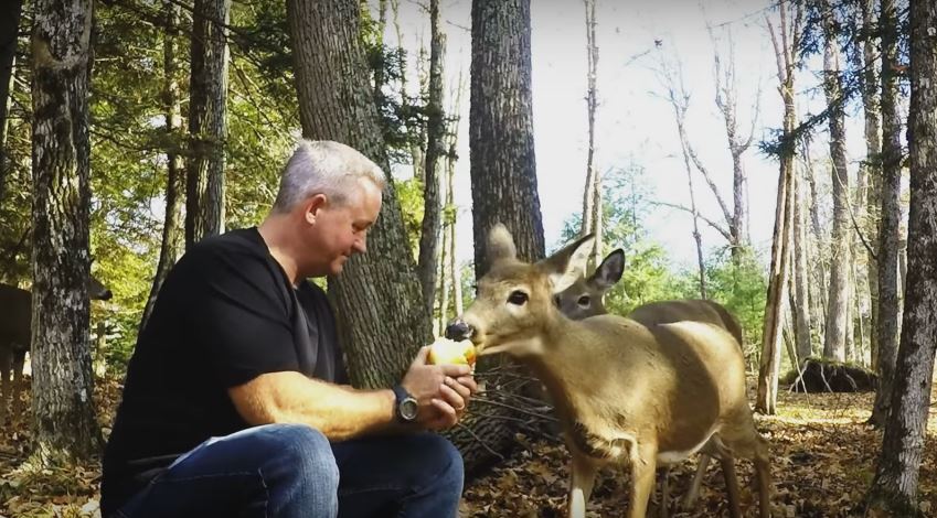 Wild Deer Loves Apples So Much It Could Finish One In A Heartbeat. Cute!