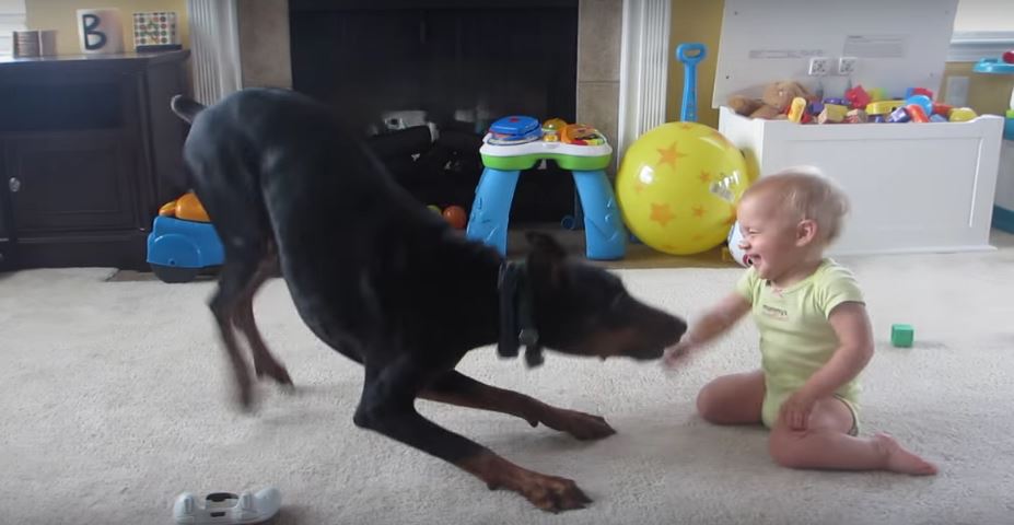 Baby Can’t Stop Laughing While Playing With Doberman. My…