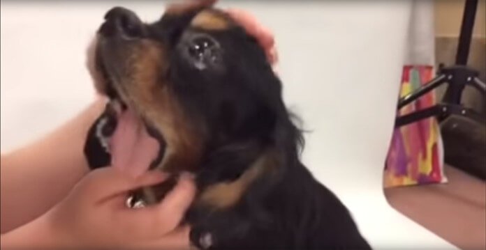 After An Accident, Cruel Owner Dumped His Puppy With…