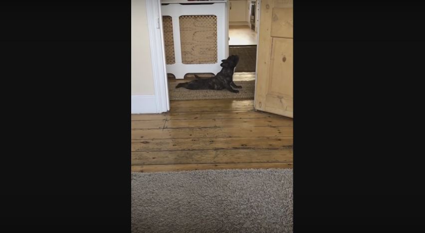 Independent Woman! French Bulldog Dries Off All By Herself…