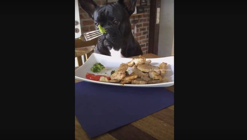 You Can Never Make This French Bulldog Eat Broccoli.…