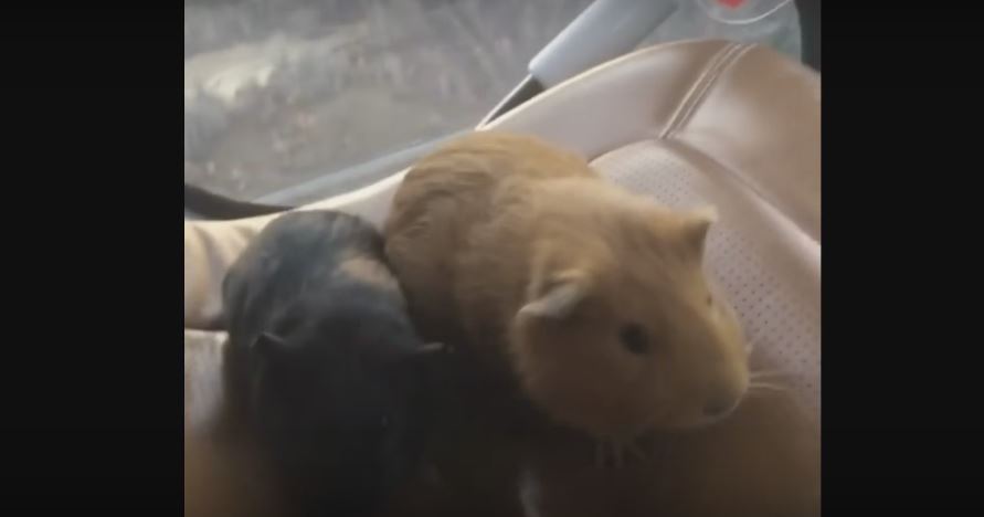 Brace Your Heart! This Helicopter Has The Cutest Passengers…