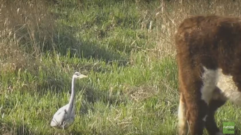 Wild Heron Keeps Following An Unknowing Cow. It’s On…