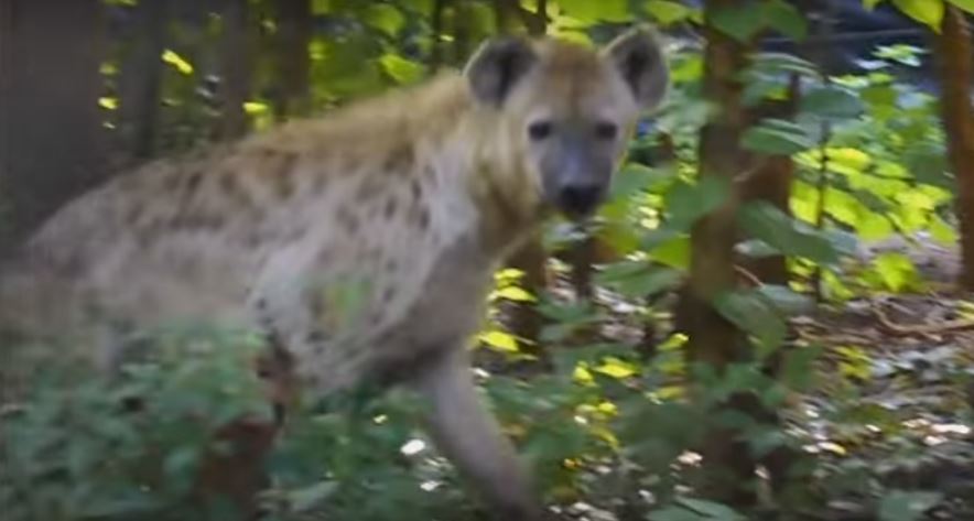 Watch This Gorgeous Hyena As It Tries To Act Cool And Professional In Front Of The Camera. Cute!