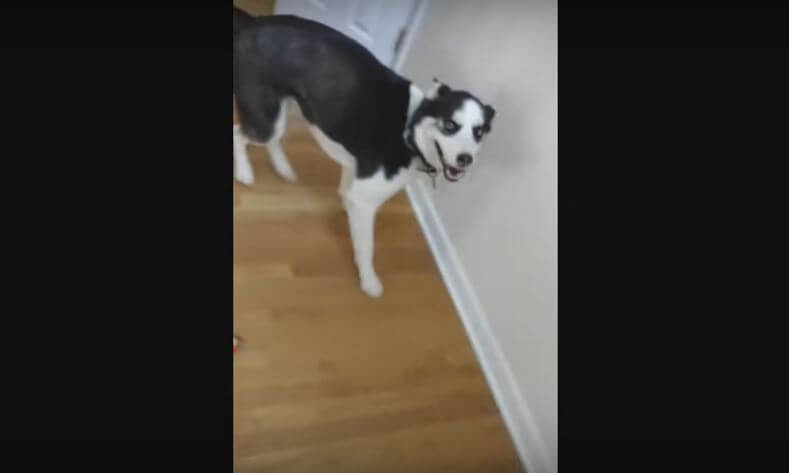 Human Comes Home To An Absolutely Overjoyed Husky. He…