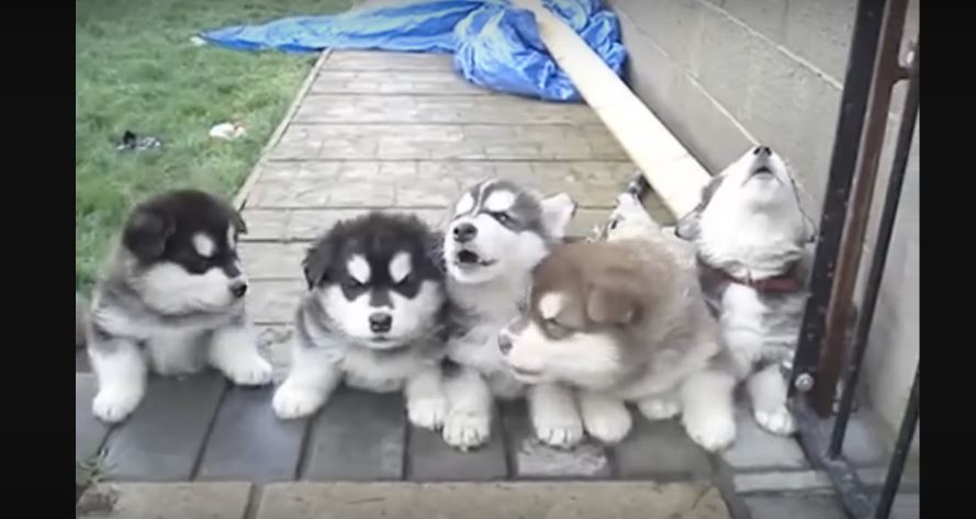 Adorable Group Of Alaskan Malamute Puppies Howl In Unison.…