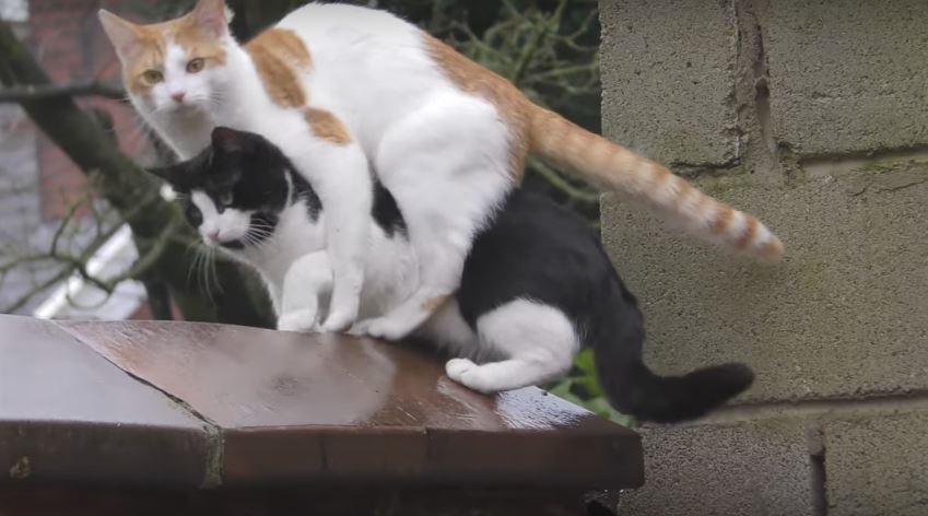 Two Cats Jump Onto A Wall And Land On…