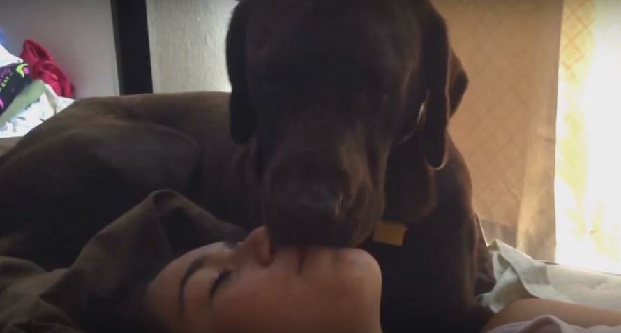 Chocolate Labrador Loves To Give Extremely LOOOOONG Kisses They…