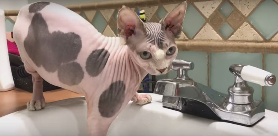 Young Sphynx Cat Takes Care Of The Leaky Bathroom…