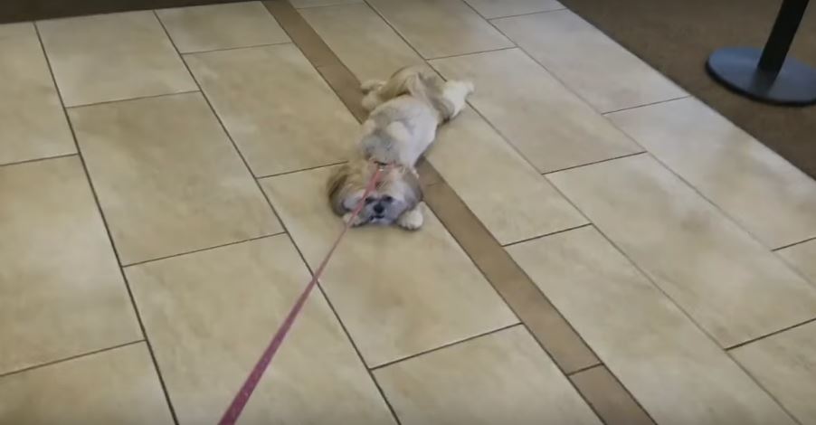 Stubborn Shih Tzu Loves Being Dragged Along. This Couldn’t…