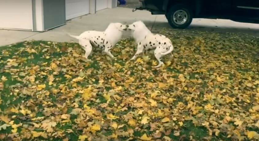 I Never Knew ‘Black-Spotted White Lions’ Existed Until I…