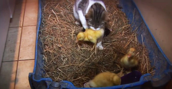 Their Cat Suddenly Grabbed Hold Of A Helpless Duckling.…