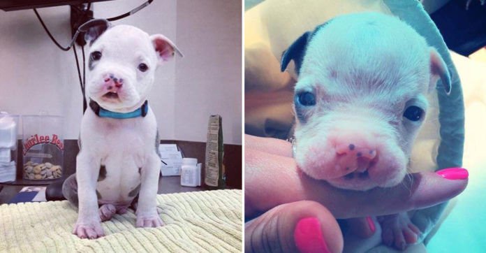 Breeder Surrendered This Puppy Because He Wasn’t ‘Perfect’. What…