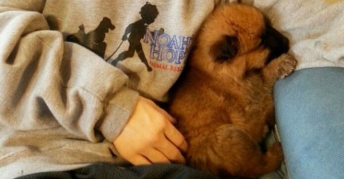 They Brought Home A Dying Puppy A Day Before…