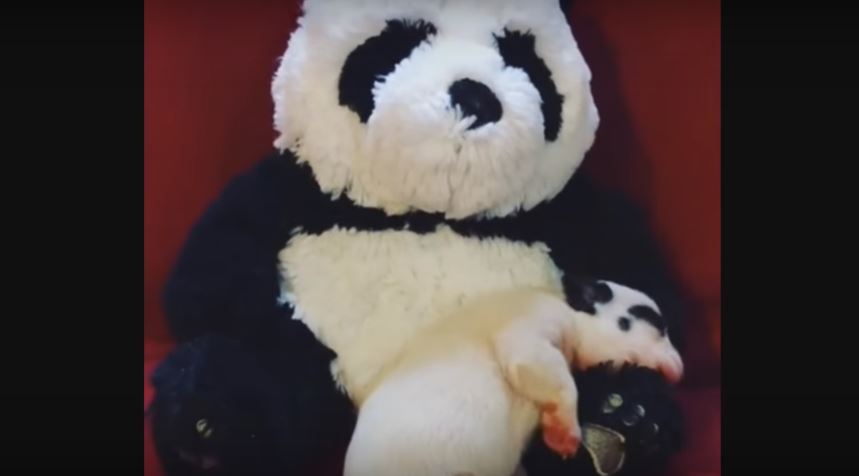 Newborn Pooch Finds Comfort In A Stuffed Panda. Totally…