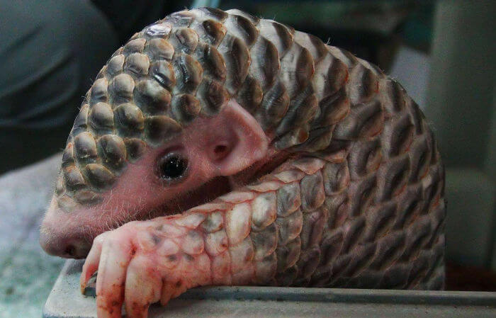 12 Photos Of Baby Pangolins Whose Cuteness Will Make…