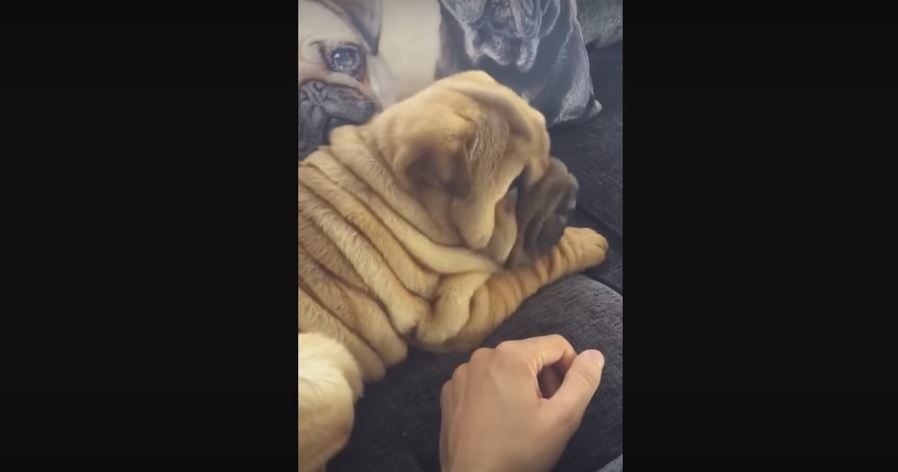 Baby Shar Pei Suffers From Countless Successive Hiccups. Cuteness…