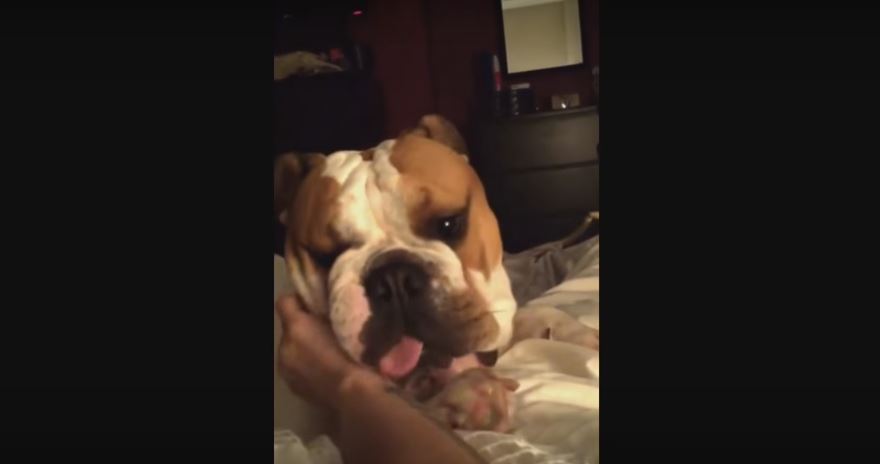 Bulldog LOOOVES To Be Petted. But The Moment His…