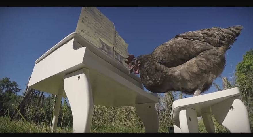 This Chicken’s Stunning Piano Performance Will Take Your Breath…