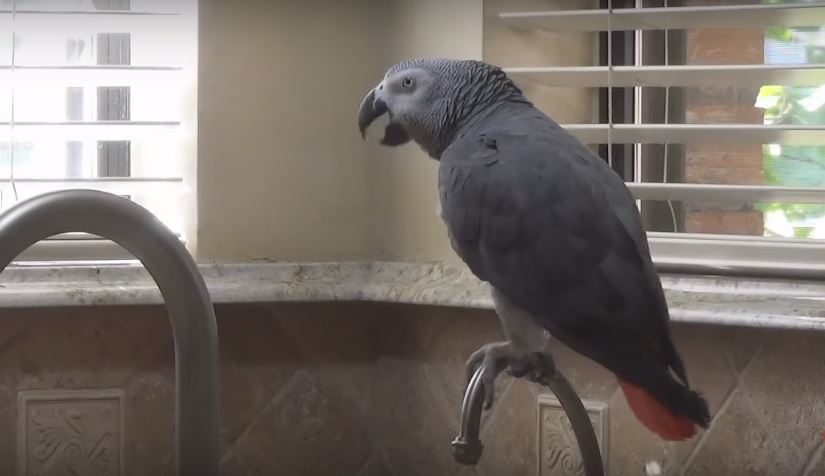 Parrot Makes It Known That He Loves Pizza As…