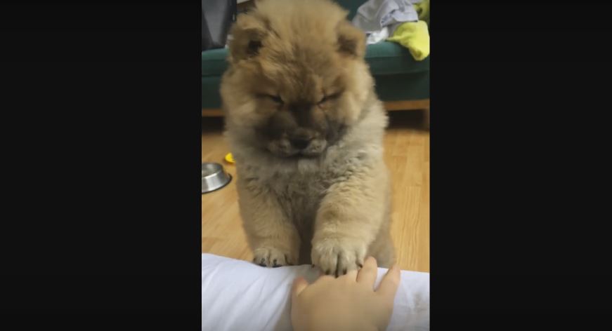 Baby Chow Chow Plays A Hand Stacking Game With…