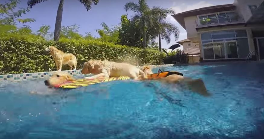 Puppy Gets Stranded In The Middle Of The Pool……