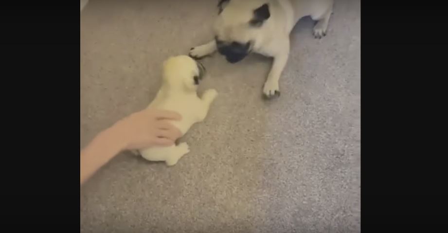 This Pug’s Reaction To A Toy Pug Is Too…