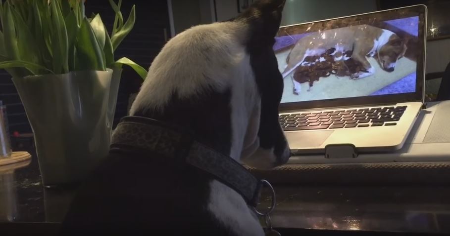 Dog Attentively Watches Video Of Newborn Puppies. She’s Completely…