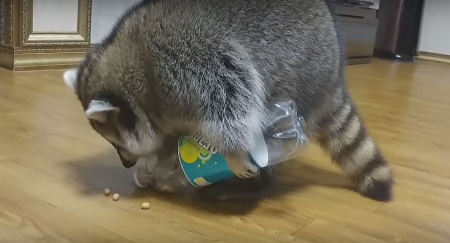 Shrewd Raccoon Expertly Pours Treats Out Of The Bottle. A-ha-mazing!