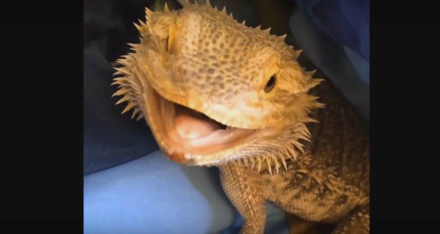 Bearded Dragon With A Painful Past Now Won’t Stop…