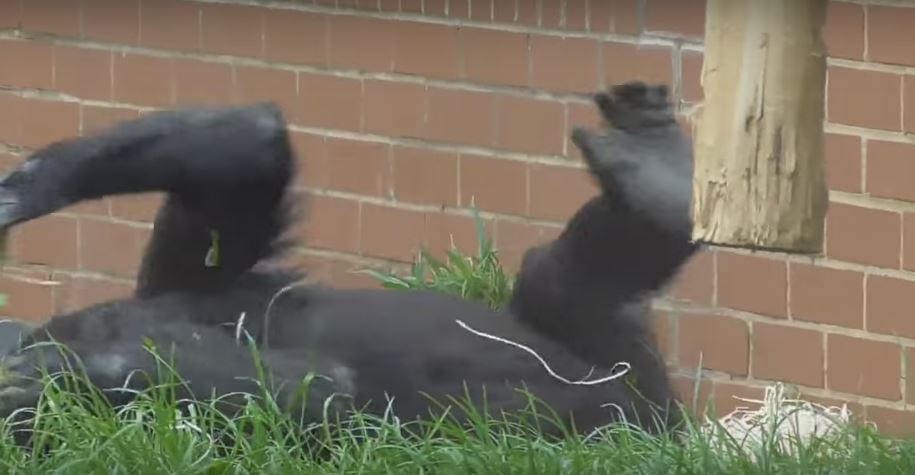 Baby Gorilla Rolls Over The Ground NONSTOP! So Fun…