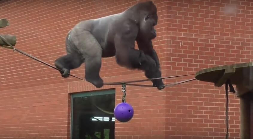 Watch This Silverback Gorilla Cross A Tightrope THRICE! He Does It So Effortlessly!