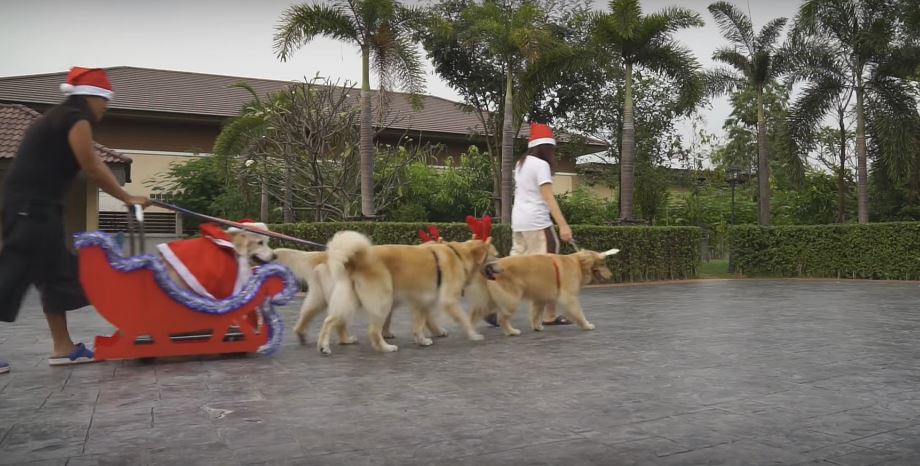 Golden Retrievers Hop Into Their Reindeer Costumes And Pull…