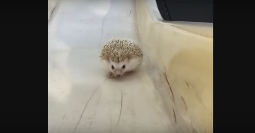 Ultra Cute Hedgehog Climbs Up The Slide. Can She…