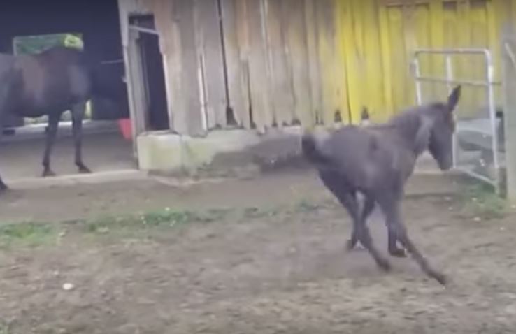 Hyperactive Mule Won’t Stop Dancing… Then Something Truly Embarrassing Happens Along The Way. Hilarious!