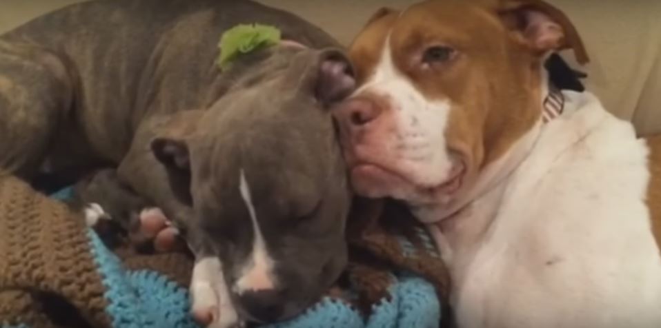 This Puppy Snores Like A Foghorn Her Brother Can’t…