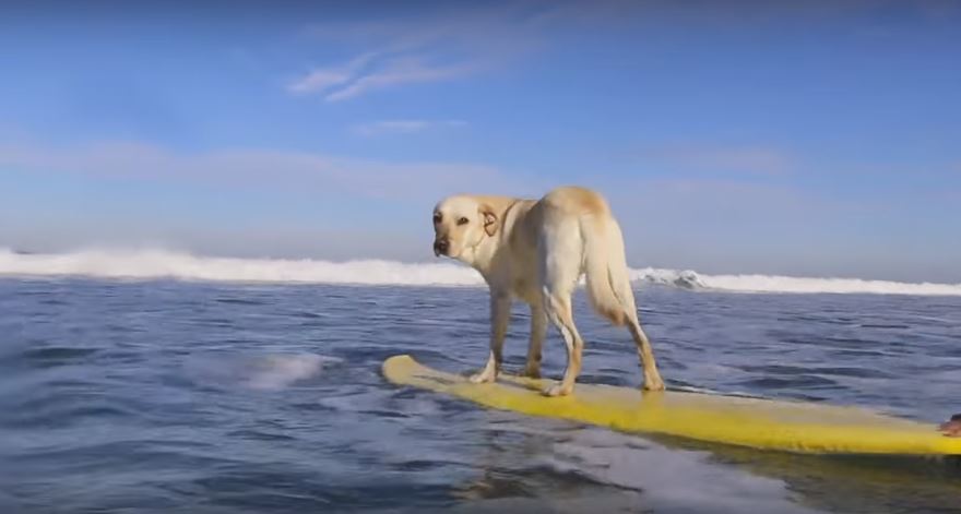 Prepare To Be Amazed By Mendi, The Surfing Dog…