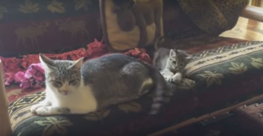 Kitten Attempts To Catch His Momma’s Tail Multiple Times.…