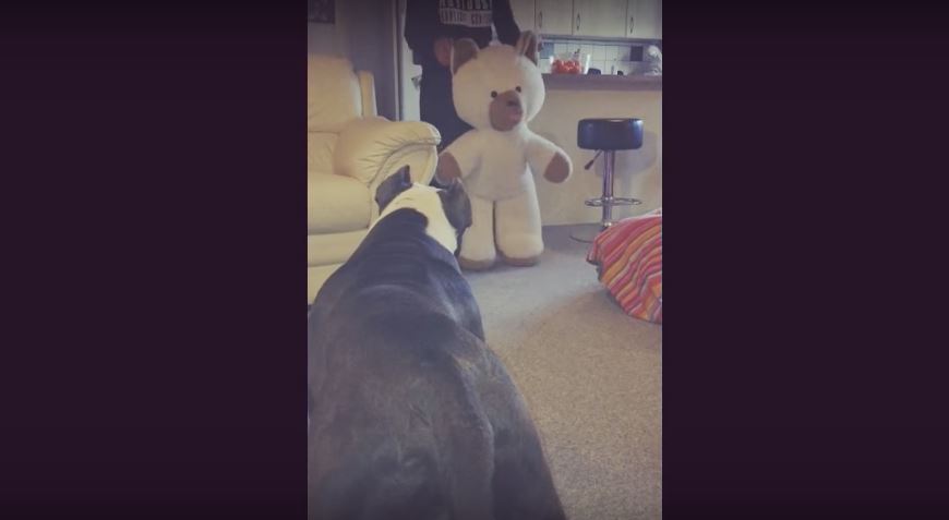 Dad Surprises American Bulldog With A Giant Teddy On…