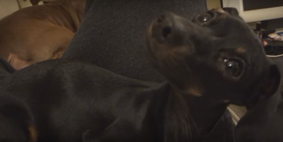 Whenever Her Owner Makes Weird Noises, This Baby Dachshund…