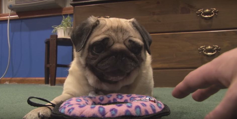 All Hell Breaks Loose Whenever Someone Touches This Pug’s…