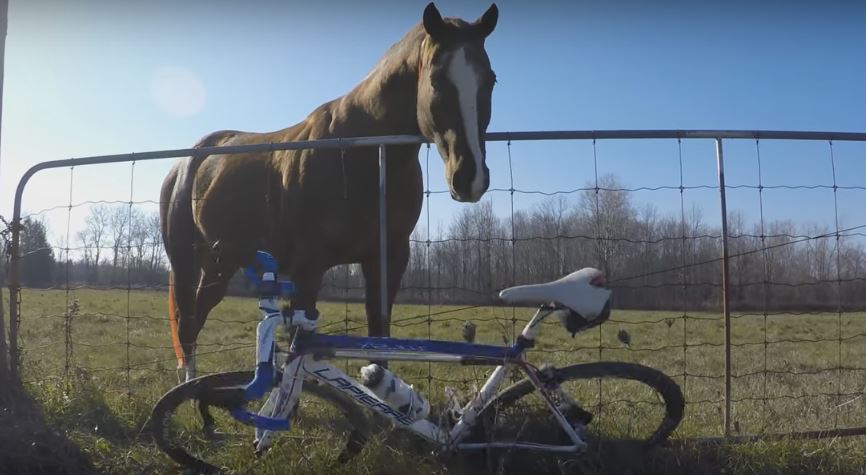 When This Horse Realizes His Friend Got No More…