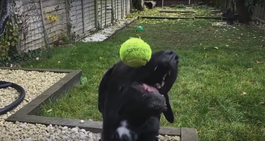 This Dog’s Awesome Ball Trick Is The Most Badass…