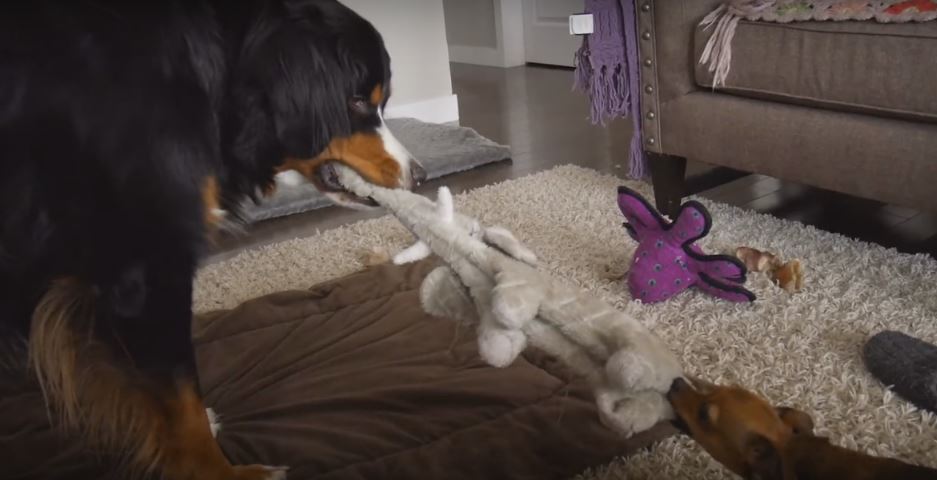 SUPER SHOCKER! Tiny Chihuahua Thrashes Giant Bernese Mountain Dog…