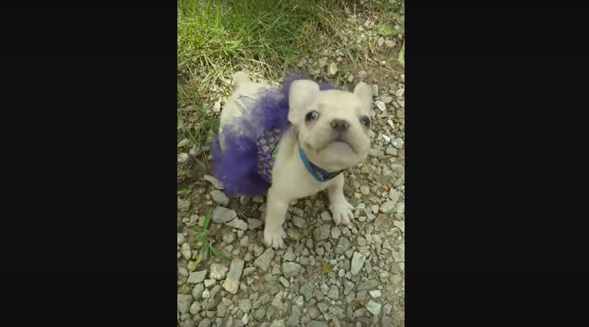 This Baby French Bulldog HATES The Tutu Mom Made…