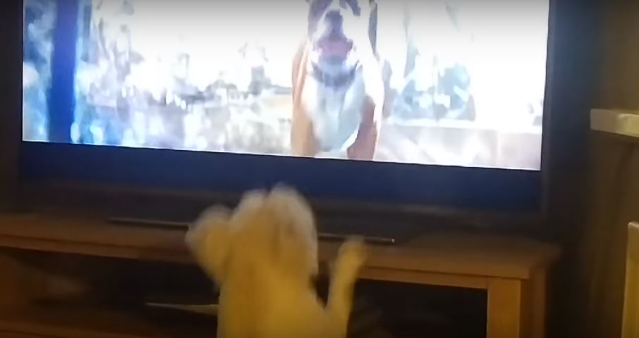 Dog Loses His Mind Over This Particular Christmas Advert.…