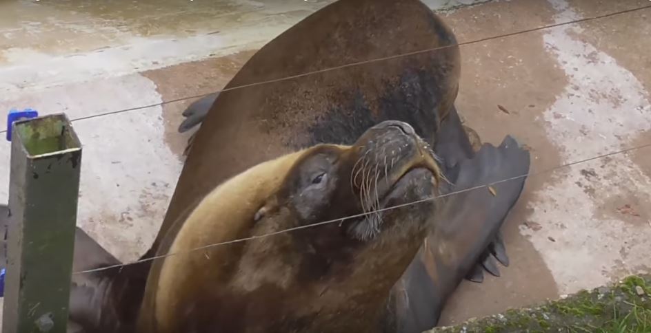 Sea Lion Does A Massive Fart As Soon As…