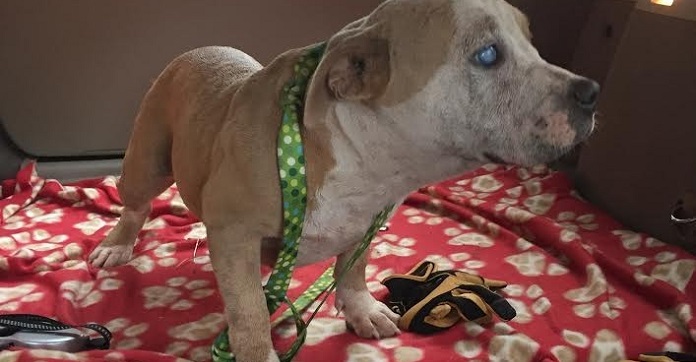 Poor Pit Bull Kept Escaping Bad Home In Search…