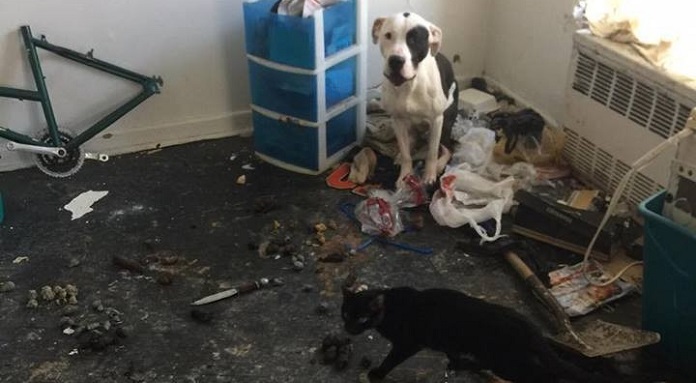 Dog And Cat ‘Prisoners’ Who Were Abandoned In A Filthy…