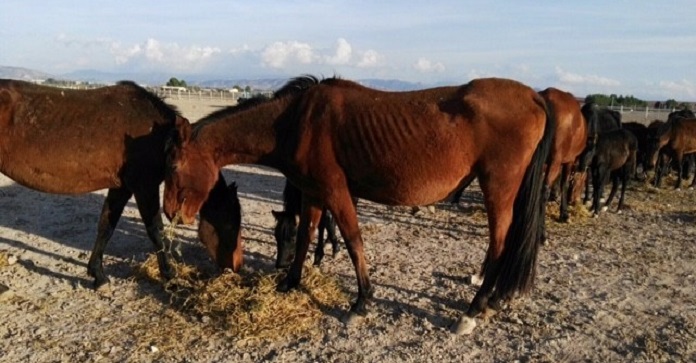 Almost 80 Horses In Spain Were Left To Die…